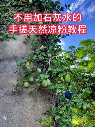 来自大山的绿色食品,没有任何科技的消暑神器。#凉粉 #农村美食 #大山里的味道 #凉粉果