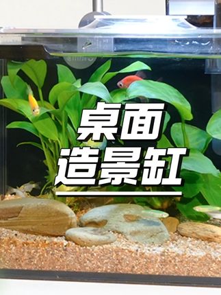 桌面生态水景缸 经典款 包含水草造景玻璃鱼缸生态缸 草缸带过滤 #生态水景缸 #水草造景 #玻璃鱼缸 #桌面草缸 #带过滤鱼缸