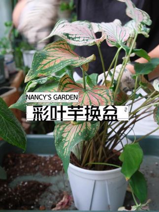 🌿彩叶芋换盆保姆级教程✨新手必看! 👉 **为什么换?** ,每次浇水,马上就干,叶片因为缺水总是耷拉,那就需要赶紧安排换盆啦!,不换盆会闷根、或者缺营养,长不好哦~,👉 **超简单步骤:** ,1️⃣ **脱盆**:换盆前先做控水,等盆土偏干再操作,容易脱盆,2️⃣ **修剪根系**:剪掉枯根老根✂️,如果根系健康也需要轻轻梳理下盘紧的根系,让其根系更容易和新土融合。 ,3️⃣ **新家准备**:选大一号盆,但切忌太大盆,否则容易闷根。,4️⃣ **填土**:疏松透气的土是关键! 但也别忘记给它“喂饱饭”,加上适量的营养物质哦。,5️⃣ **浇透定根水**:放阴凉通风处缓苗3天🌿 ,#绿植养护 #彩叶芋养护 #园艺生活 #彩叶芋 #室内绿植