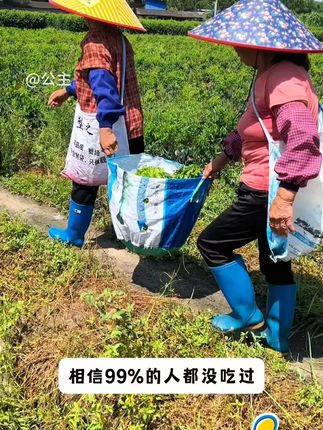#树仔菜 又叫益 肝 菜,营养丰富,凉拌热炒都鲜香味美,房前屋后空地空花盆都能种3#优质农产品 #种子