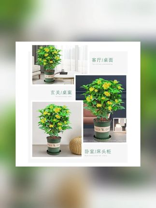 谁不想家里天天飘着自然桂花香?但总怕养花太难、花期太短,直到挖到这款四季桂花树!它可不是普通桂花,是能 “月月开花” 的月月桂,不管阳台、室内还是庭院都能放。花瓣小巧精致,香味清新不刺鼻,每次开花整个家都像被天然香氛腌入味,连空气都变得温柔。关键是巨好养,不用天天浇水施肥,偶尔浇点水就能活,新手也能轻松养出满枝繁花,养花小白闭眼冲!#四季桂花树盆栽 #月月桂开花植物 #阳台花卉绿植 #好养易活桂花 #室内外桂花苗