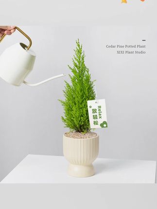 放青松绿植香松盆栽阳台客厅桌面绿植绿清新柠檬香圣诞树花卉 这个春天给好朋友送一盆“放青松”!希望她天天开心没有压力轻松又自在#放青松
