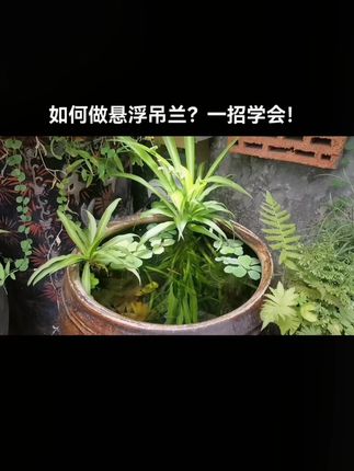 罗汉松等盆景造型必备!专用铝丝铁丝超实用 #罗汉松造型 #植物造型工具 #盆景铝丝 #金枝玉叶造型 #三角梅造型