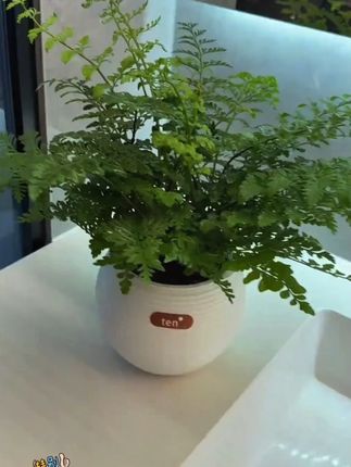 #花卉绿植 ?#吉姆蕨 #爱生活爱养花 #超便宜超划算 #室内绿植