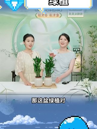 【步步高升】富贵竹盆栽放青松桌面绿植熊猫好养送礼招财植物#花卉绿植 #绿植 #步步高升 #富贵竹节节高 #富贵竹