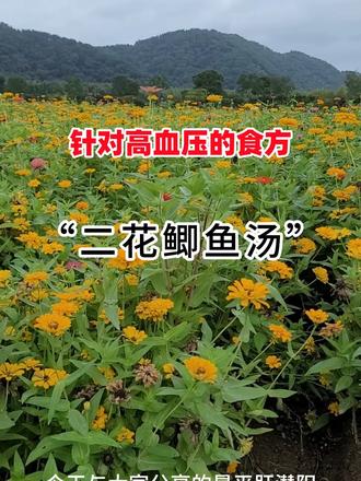 今日食疗:二花鲫鱼汤