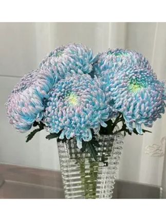 鲜切花吸色【牡丹菊】1扎5支【超大花朵】/橙色蓝色黄色/超长待机#一束花的仪式感 #好看的花一定要分享给你