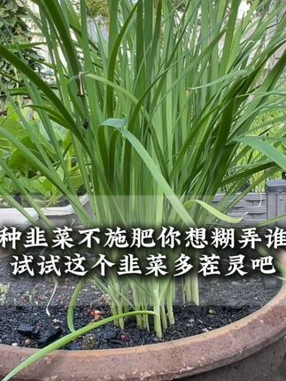 如果你家的韭菜也是干尖黄叶,涨势不好,那你一定要试试这个 #韭菜粗壮多茬灵