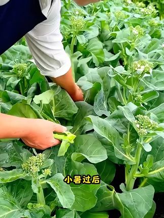 好吃好种的甜心芥蓝 甜心芥蓝播种开始了,它脆嫩鲜香,营养丰富,并且可以多茬采收#芥蓝 #蔬菜种子