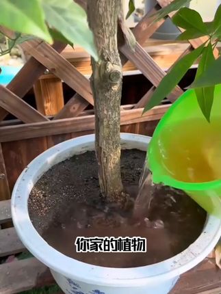 快速开花粉#养花小知识 #种植小技巧 #我的花花草草🌸🌸 #绿植 #肥料