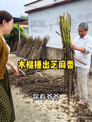 这位白发爷爷捶芝麻的画面,是不是看着就安心?咱这香油,从选芝麻到压榨,全是老办法:新芝麻捶碎,石磨慢磨,再慢慢榨,全程没添加剂#香油 #石磨 #有机 #淯陽