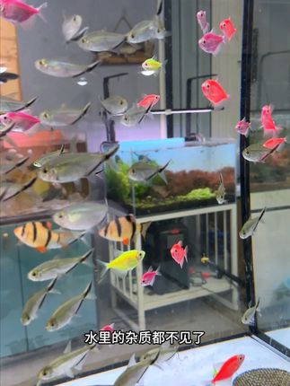 把你的鱼缸过滤棉换成这种新款的羊绒手撕棉你会发现 水里面的杂质都不见了,#羊绒手撕棉 #鱼缸过滤棉 #鱼缸过滤 #养鱼 #新手养鱼