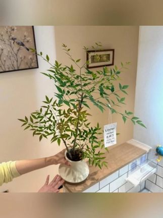 意南天竹马醉木盆栽盆景室内阳台办公室耐阴好养花卉绿植#绿植 #花卉 #花卉绿植 #盆栽 #盆景