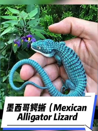 森林里这抹翠绿…你根本找不到它 #墨西哥鳄蜥 #濒危动物 #隐身大师 #冷知识