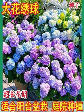 【新疆包邮】绣球花无尽夏花四季好养开花盆栽花卉植物室内庭院 #花卉绿植#绣球花#抖音热点宝#绣球花#好看的花一定要分享给你
