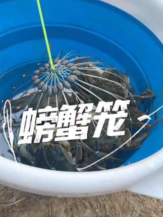 螃蟹:这笼子进来就出不去了?!😂 #户外 #螃蟹 #钓鱼 #钓鱼人