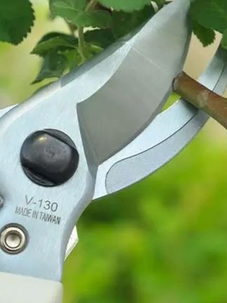#剪刀 郝劭文推荐sk5钢剪枝专用剪刀果树剪刀超锋利树枝剪枝条剪修枝剪园艺修枝剪#果树剪刀 #超锋利剪刀 #剪枝条剪刀 #剪刀推荐