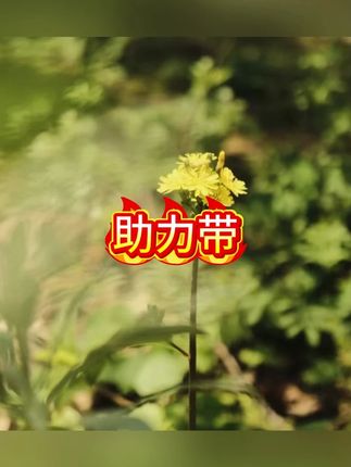 助力带握力带硬拉健身手套锻炼防滑耐磨撸铁深蹲引体向上护手掌 #助力带 #握力训练 #手套 #健身干货 #锻炼身体