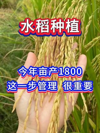 水稻想要亩产100斤, 这一步最关键 #三农 #农业种植 #水稻 #水稻种植 #新农人