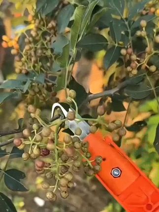 采摘花椒专用神器剪花椒水果蓝莓樱桃香椿葡萄草莓荔枝摘果神器 #采摘花椒专用神器剪花椒水