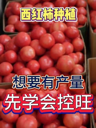 想要有产量 先学会控旺 #控旺增产增收 #氨基酸水溶肥 #氨基酸叶面肥 #番茄高产 #控旺剂