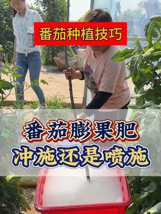 番茄膨果选冲施还是喷施 #种植小技巧 #服务三农支持三农 #农业种植 #番茄膨果 #膨果增甜