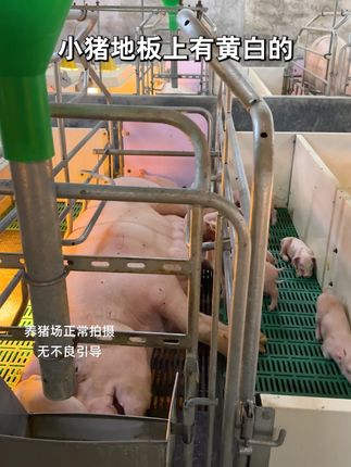 为什么我的地板上干干净净,而你的小猪地板上脏兮兮的?#养猪 #养猪人加油干 #养猪人 #养猪人不容易