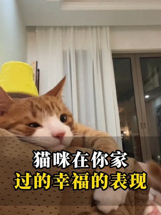 猫咪过的幸福才会有的表现,你家猫咪中招了嘛 #新手养猫 #科学养宠攻略 #养猫经验分享 #猫咪零食推荐