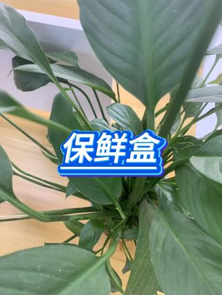 玻璃保鲜盒8只装 #咸菜密封罐 #冰箱保鲜 #泡菜碗