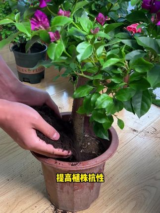 羊粪肥是养花种菜的好帮手,这款羊粪肥温和持久不伤苗,无异味不生虫#立秋#花卉绿植#爱生活爱养花#羊粪肥#育景源