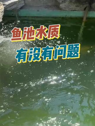 一招看鱼池水质好坏 无需检测看一眼就能看出来#锦鲤鱼池 #养水