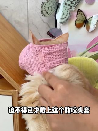 家里猫咪凶凶,剪指甲洗澡不配合还咬人的,可以安排这个猫咪头套,方便好用! #防咬口罩 #萌宠好物 #新手养猫