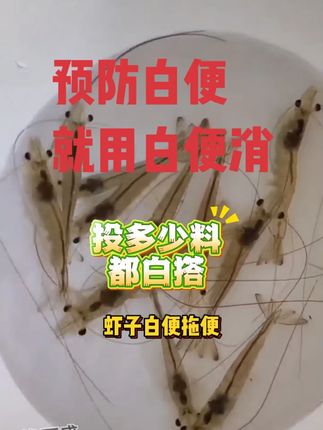 虾子白便拖便、空肠空胃,投多少料都白搭,现在有经验的养虾人都在悄悄使用白便消#南美白对虾 #水产养殖 #养虾人 #高密度养殖 #渔可盛