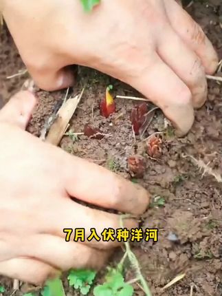 洋河种植简单,炒菜煲汤凉拌都好吃,而且有营养,大人小孩都爱吃#种植小技巧 #在家种菜 #洋河