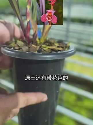 家里不知道养什么花的可以看看这款 #花卉绿植 #兰花 #兰花欣赏 #兰花种植