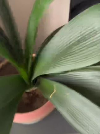 抢!【自粘盘+连接杆+30张砂纸】打磨抛光神器 植绒砂纸角磨机打磨片#打磨抛光神器 #植绒砂纸 #角磨机打磨片 #植绒砂纸自粘盘 #砂纸