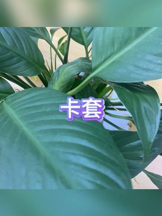 卡套 #长绳挂脖 #校园卡套 #幼儿接送卡 #饭卡公交 #学生