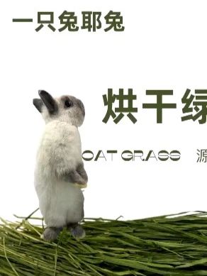 兔子挑食浪费草❓试试这款高叶的烘干燕麦草!品质超棒,适口性绝!#燕麦草#烘干燕麦草#兔子牧草#兔子辅草 #兔子零食草 #兔子挑食浪费草 ❓试试这款 #燕麦草 #烘干燕麦草 #兔子牧草