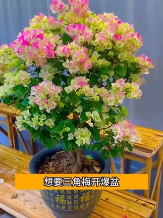 一个在室内养花的小技巧,不黄叶、不干叶,长得又快又好,叶片绿油油开花!#养花匠#家庭养花