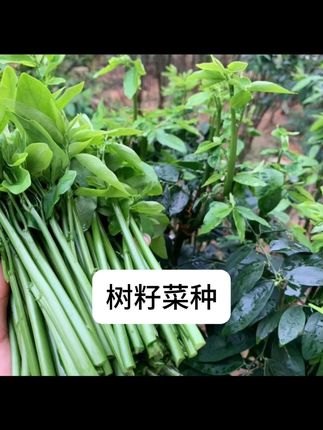 【树籽菜种子】五指山树菜种子 五指山野菜 越南菜种子 【树籽菜种子】五指山树菜种子 五指山野菜 越南菜种子
