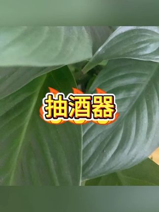 抽酒器4件套半自动吸酒过滤器 #葡萄酒工具 #白酒抽取 #家用抽酒 #液体过滤 #便捷设计