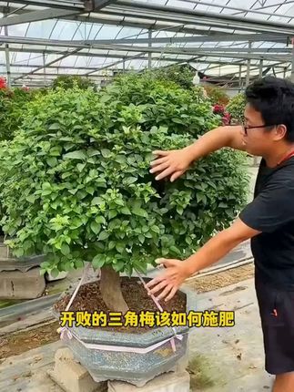 室内养三角梅的催花小技巧#养花小知识 #三角梅#爱生活爱养花