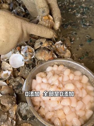 湛江三代渔民手工做的瑶柱,基本广州一德路都在这里拿货的。#海味干货 #地方特色美食 #传统美食 #瑶柱 #瑶柱干贝 ff