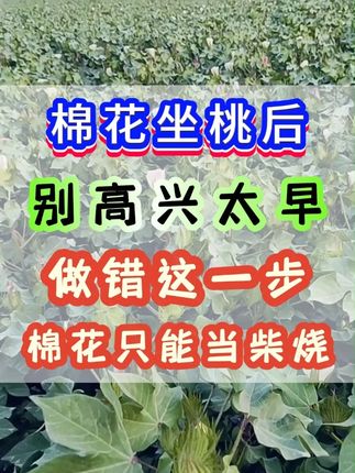 棉花坐桃后,做错一步,棉花当柴烧 #棉花种植 #新疆棉花种植 #棉花落桃 #三农 #种植小技巧