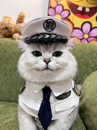 芬儿吗主推的一款性价比很高的猫砂,除臭绝了!#芬儿头是猫不是猪 #邪恶银渐层 #肉垫猫砂