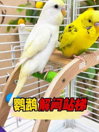 这个彩虹爬梯真的太好用了,邻居见了都说好,鹦鹉们都喜欢在上面玩耍磨嘴#鹦鹉爬梯 #鹦鹉鹦鹉萌萌哒逗鹦鹉
