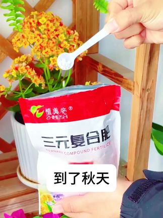 三角梅四季开花不断方法很简单,每隔十天左右撒一次三元复合肥, 三角梅四季开花不断方法很简单,每隔十天左右撒一次三元复合肥,特别是在九十月份爆花期,充足的营养是开花的主要因素,关键是持续使用可以让植物壮根状苗,让植物耐寒性增强好过冬#三角梅 #施肥 #三元复合肥 #养花小技巧三角梅四季开花不断方法很简单,每隔十天左右撒一次三元复合肥,特别是在九十月份爆花期,充足的营养是开花的主要因素,关键是持续使用可以让植物壮根状苗,让植物耐寒性增强好过冬#三角梅 #施肥 #三元复合肥三角梅#养花小技巧分享#三元复合肥#三元复合肥通用型盆栽养花肥料#三角梅