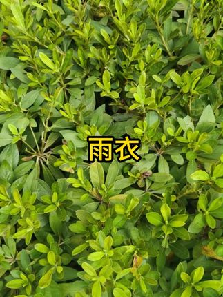 #雨衣 #电动车雨衣 #雨披