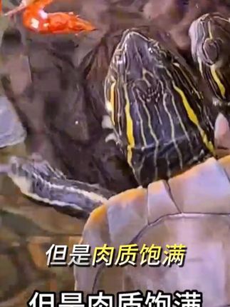 龟粮淡水溪流虾干小鱼干乌龟饲料巴西龟草龟蛋龟无盐零食鱼饵发色 #龟粮淡水溪流虾 #小鱼干乌龟饲料 #干乌龟饲料巴西龟 #草龟蛋龟无盐零食鱼饵发色