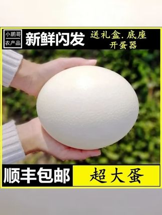 农诚园新鲜大号驼鸟蛋中秋节端午节送礼实惠养殖鸵鸟蛋顺丰包邮 #鸵鸟蛋 #一起尝鲜 #上热搜 #好物推荐 #好大的鸵鸟蛋